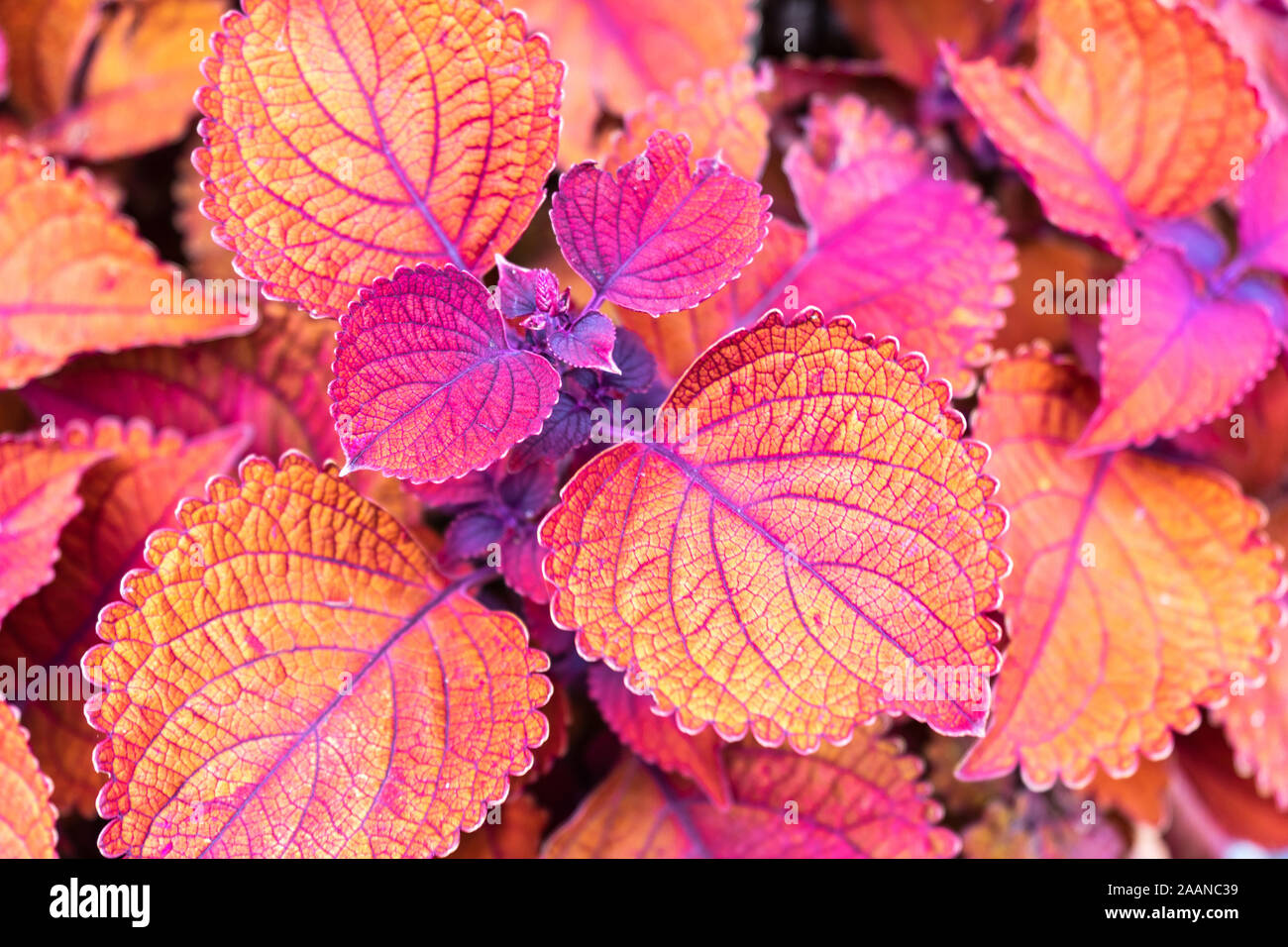 Coleus Lagerfeuer ist im Sommer eine jährliche geschätzt für seine bunt. Stockfoto