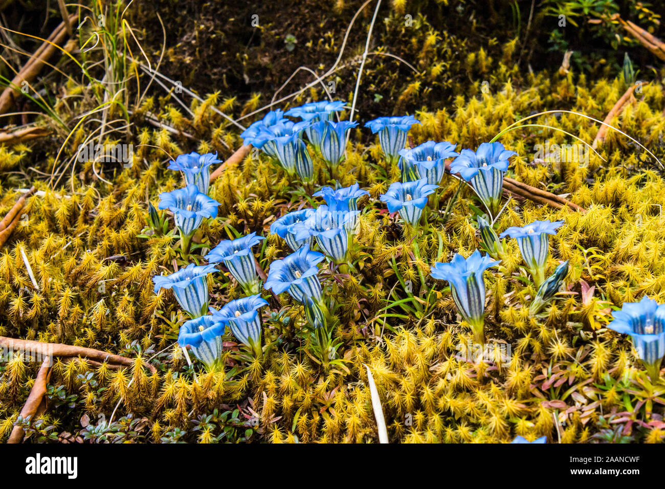 Gentiana depressa, blau Alpenblumen in der Regel auf offenen Himalayan Pisten gefunden auf 3000-4300 m vom Zentrum von Nepal nach süd-westlichen Tibet Stockfoto