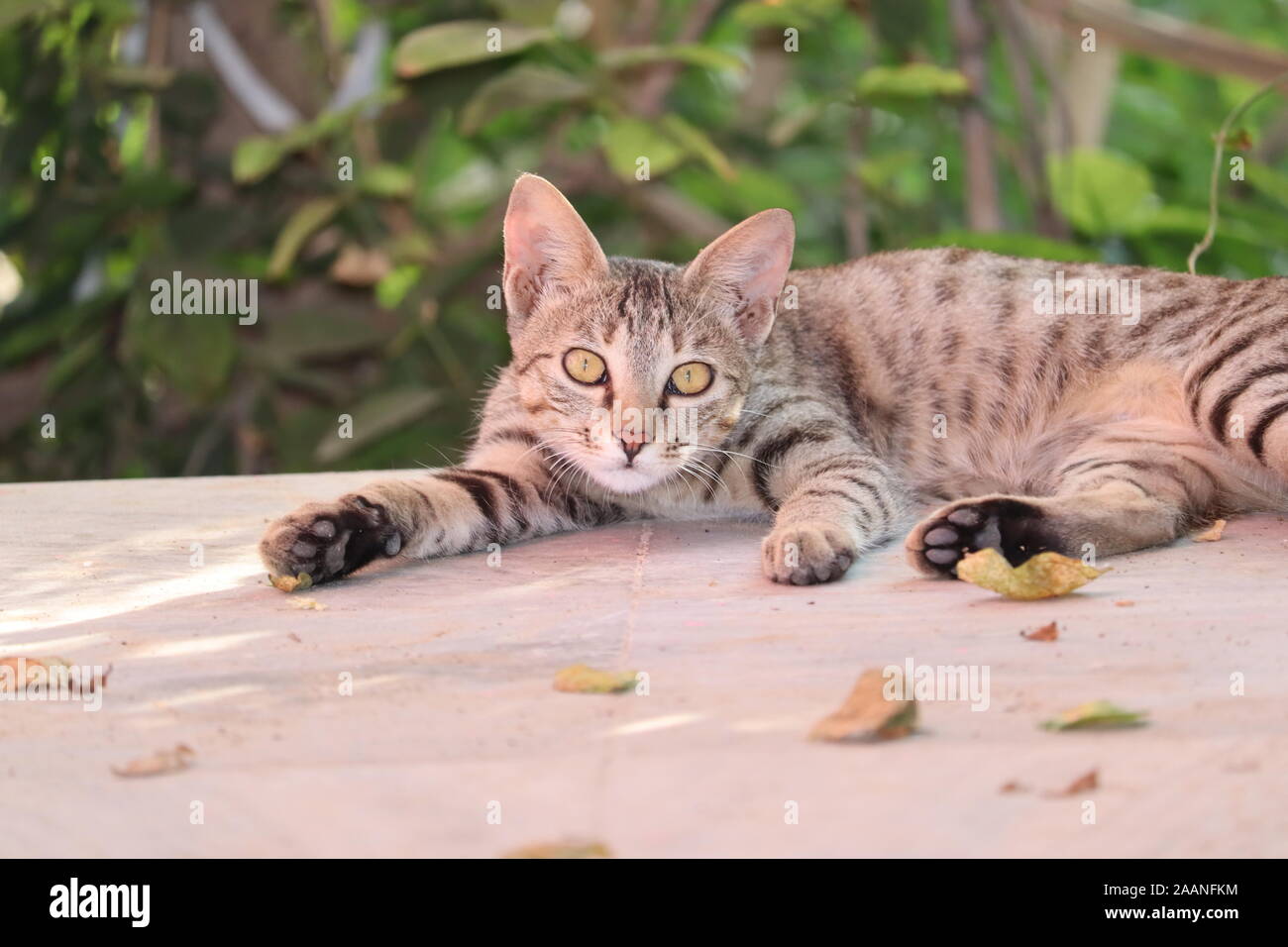 Katze in die Kamera schaut. rostig - spotted Cat ist der Kleinste der wilden Katze gefunden nur in Indien und als Kolibri der Katzenfamilie bekannt Stockfoto