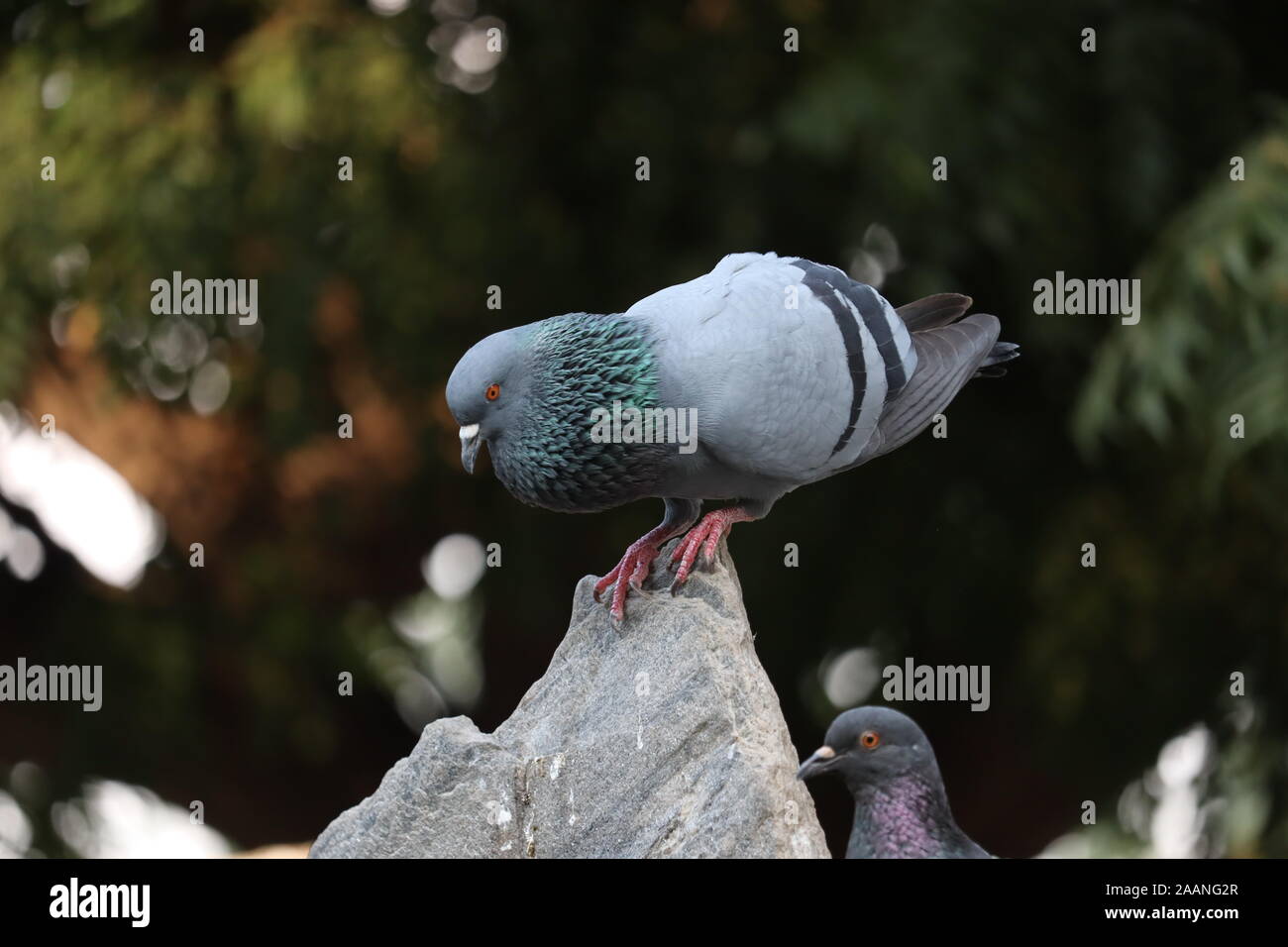 Lustig Taube ein Tanz bewegen auf unscharfen Hintergrund Stockfoto