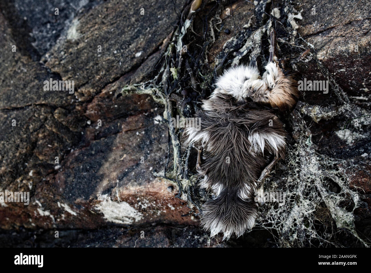 Die entlein, verloren Birdy merganser Enten. Vielleicht Küken gestorben, weil der Wasserverschmutzung, Vergiftung von Tieren Stockfoto