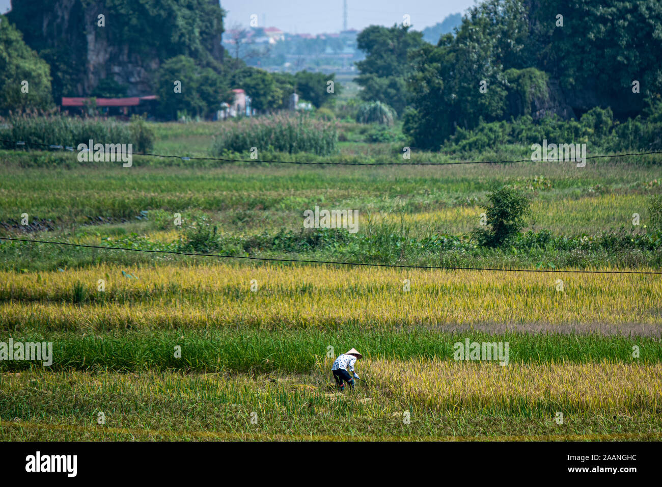 Eine Asiatische in einem Konischen Hat ernten Reis in einem Reisfeld in Nordvietnam in der Nähe von Tam Coc, Ninh Binh, Asien im Oktober 2019 Stockfoto