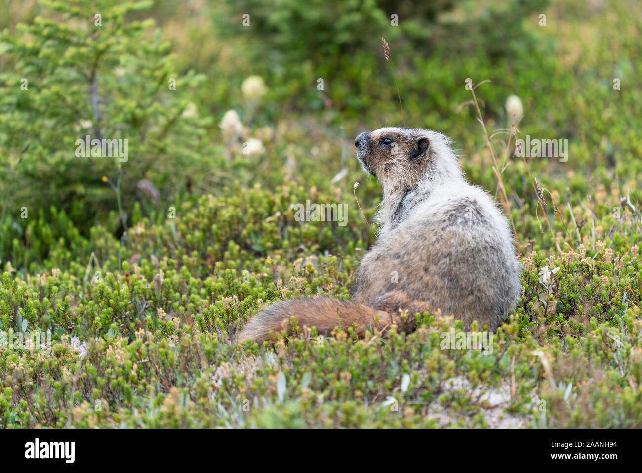 Graue Murmeltier (Marmota caligata), Banff National Park, Alberta, Kanada Stockfoto