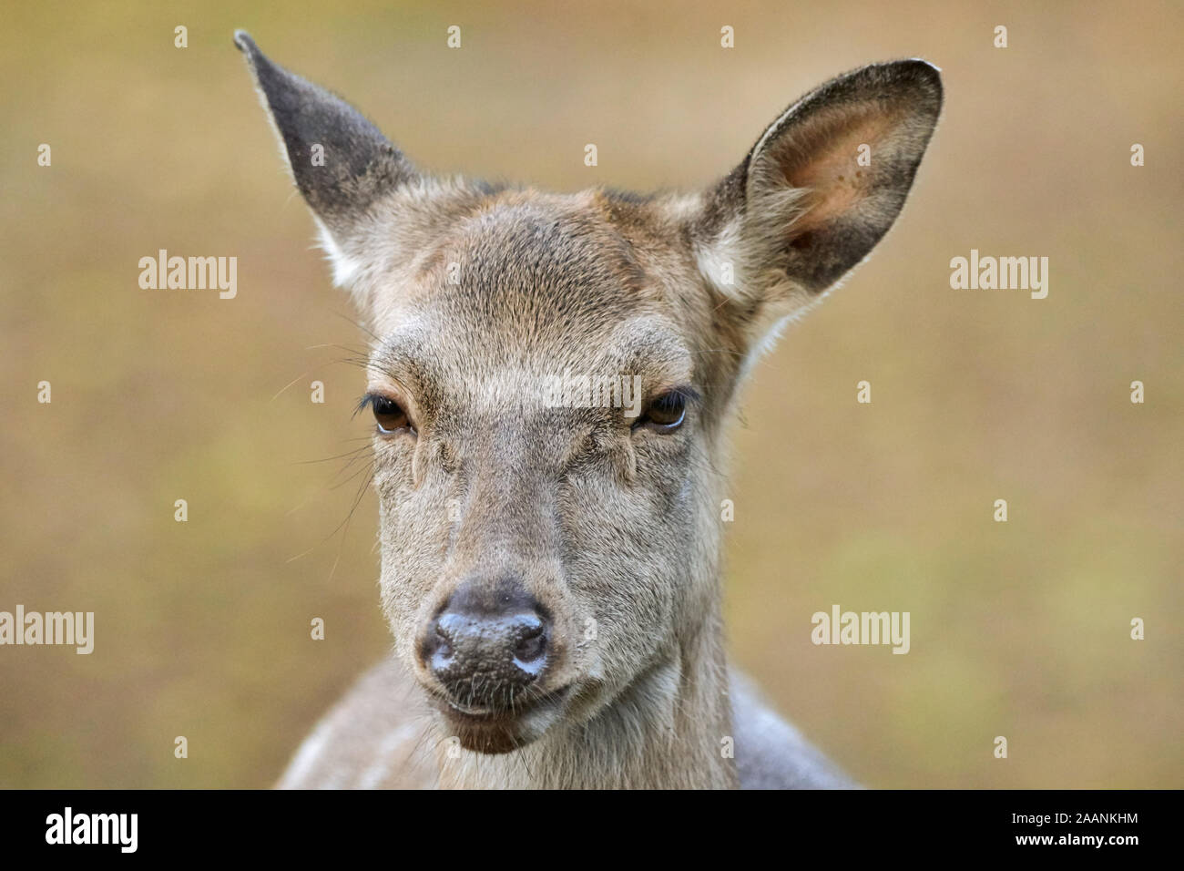 Porträt eines roten Damwild in der Natur Stockfoto