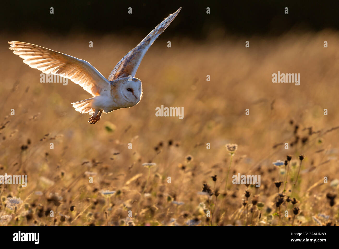 Schleiereule fliegen über Blumenwiese. Stockfoto