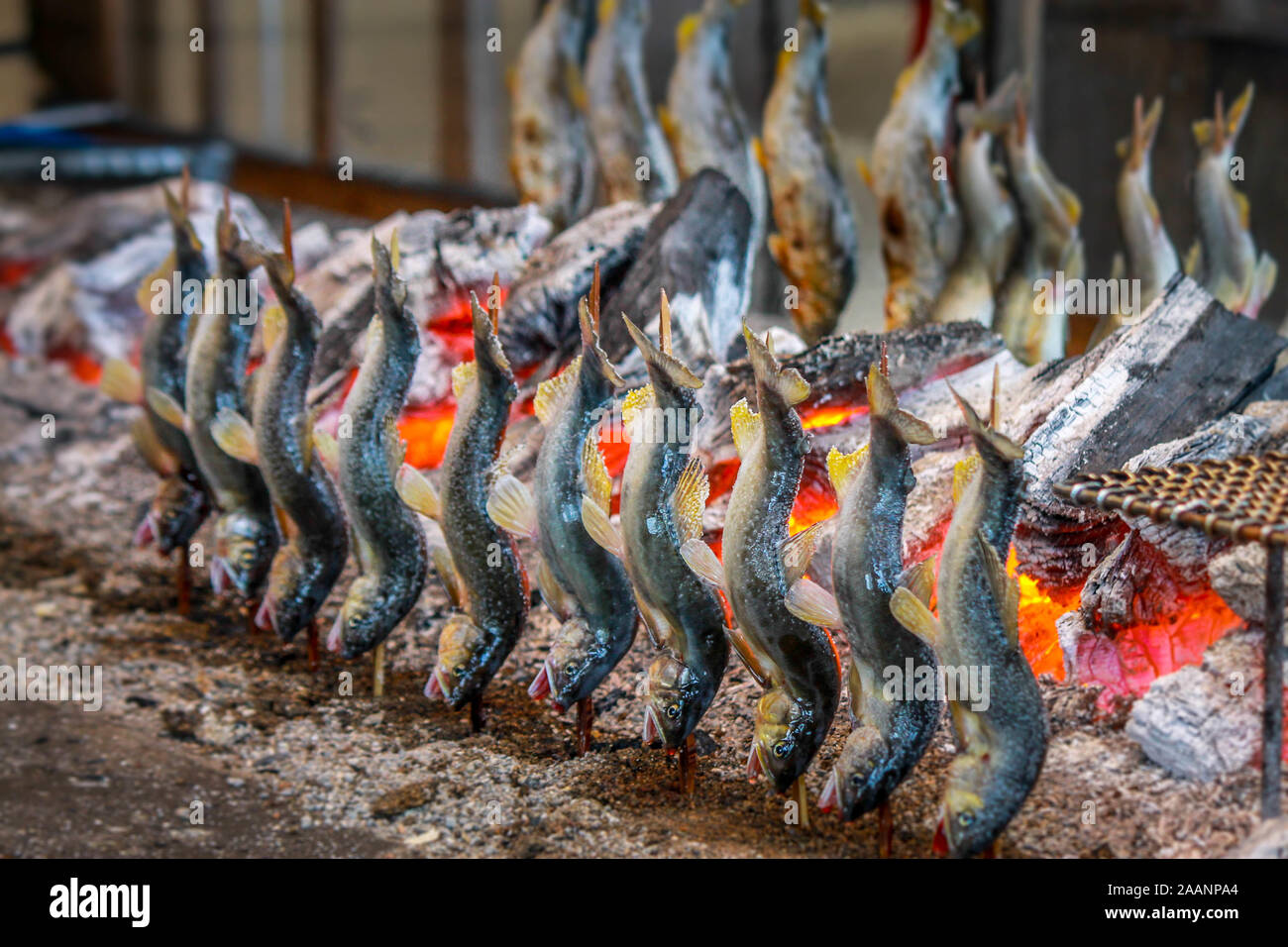 Fisch Ayu mit Salz, Holzkohle gegrillt in Tochigi in Japan. Sweetfish. Stockfoto
