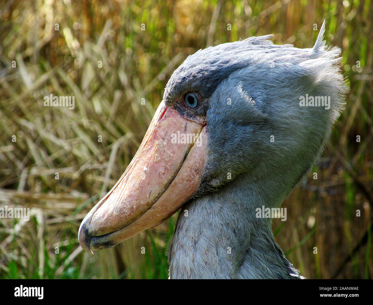Riesige Schuhschnabel Stockfoto
