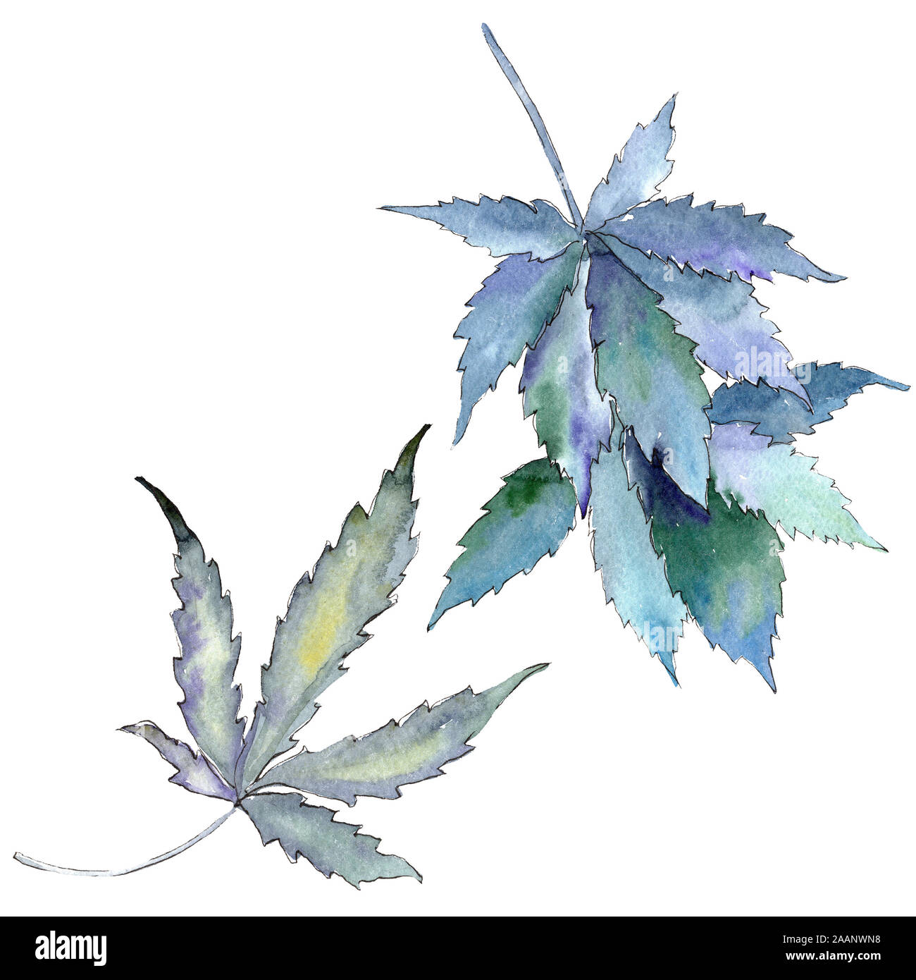 Cannabis Marijuana Sketch Stockfotos und bilder Kaufen Seite 2 Alamy