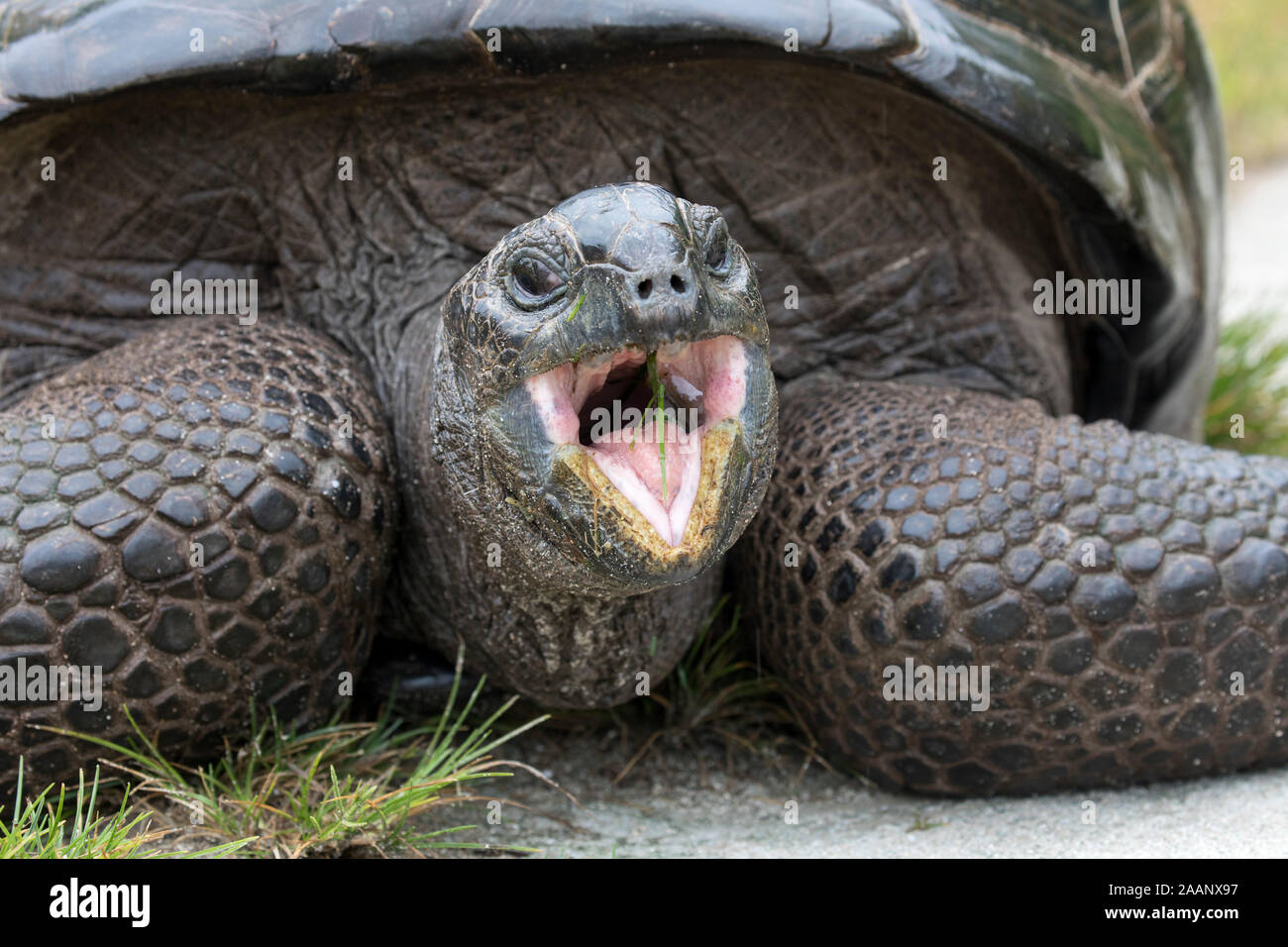 Riesenschildkröte; Aldabrachelys gigantea; Seychellen Stockfoto