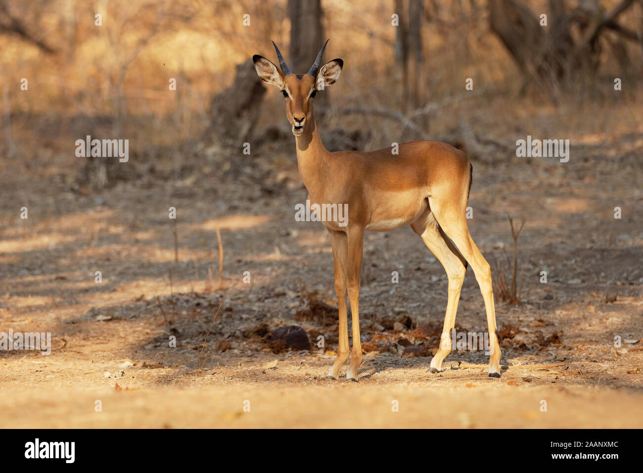 Impala - Aepyceros melampus mittelgroße Antilope im östlichen und südlichen Afrika. Das einzige Mitglied der Gattung Aepyceros, springen und schnell runni Stockfoto