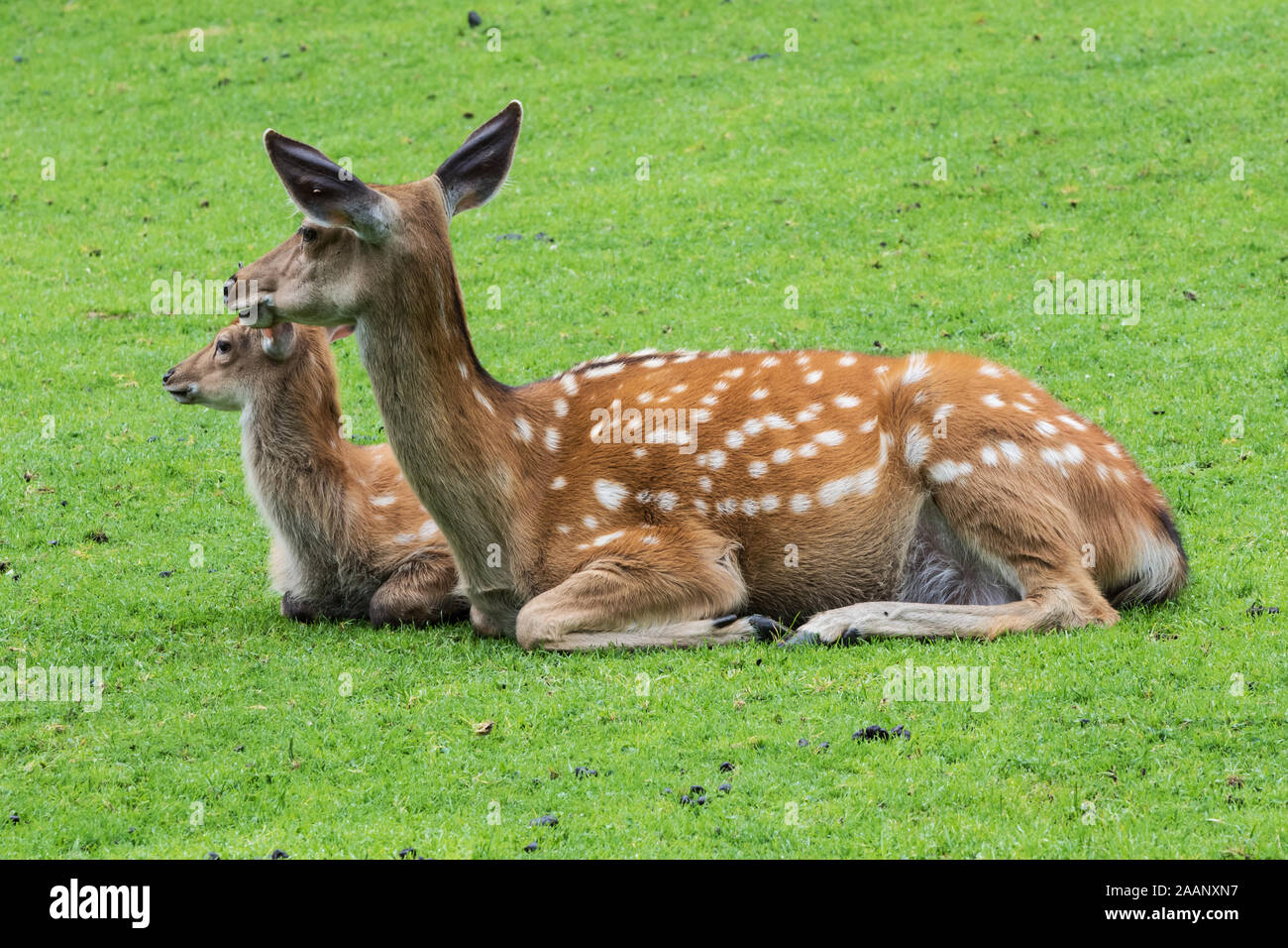 Damwild und Kalb in einer Wiese auf einem Berghang ruhen Stockfoto