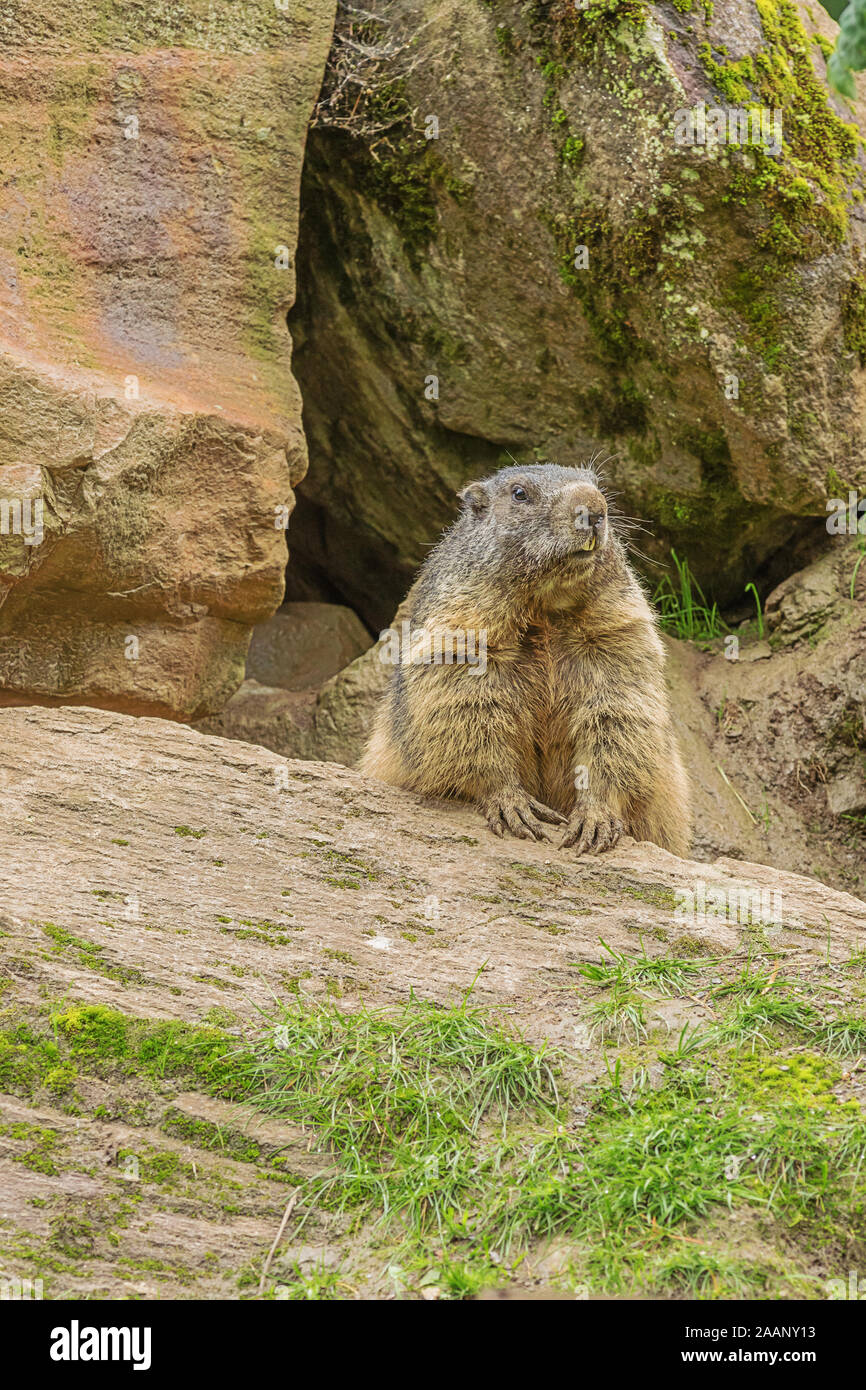 Marmot, der aus seiner Höhle in den Felsen versteckt Stockfoto