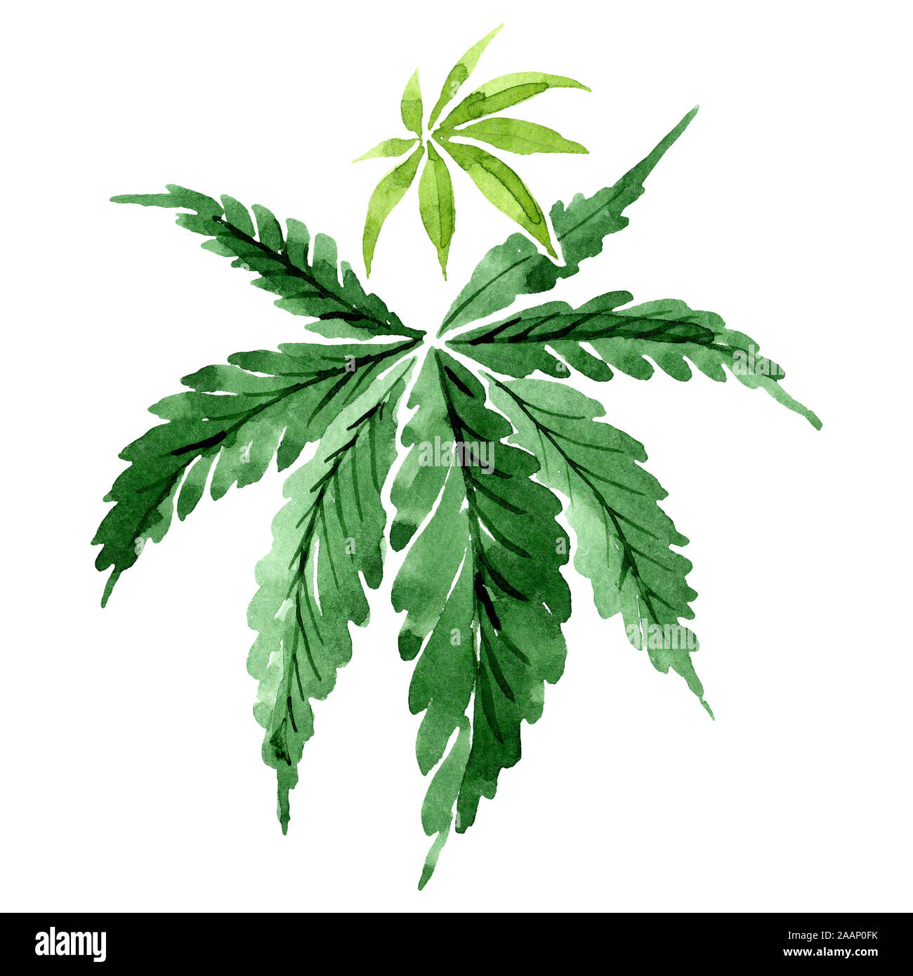 Cannabis grüne Blätter. Aquarell Hintergrund Abbildung. Isolierte cannabis Abbildung Element. Stockfoto