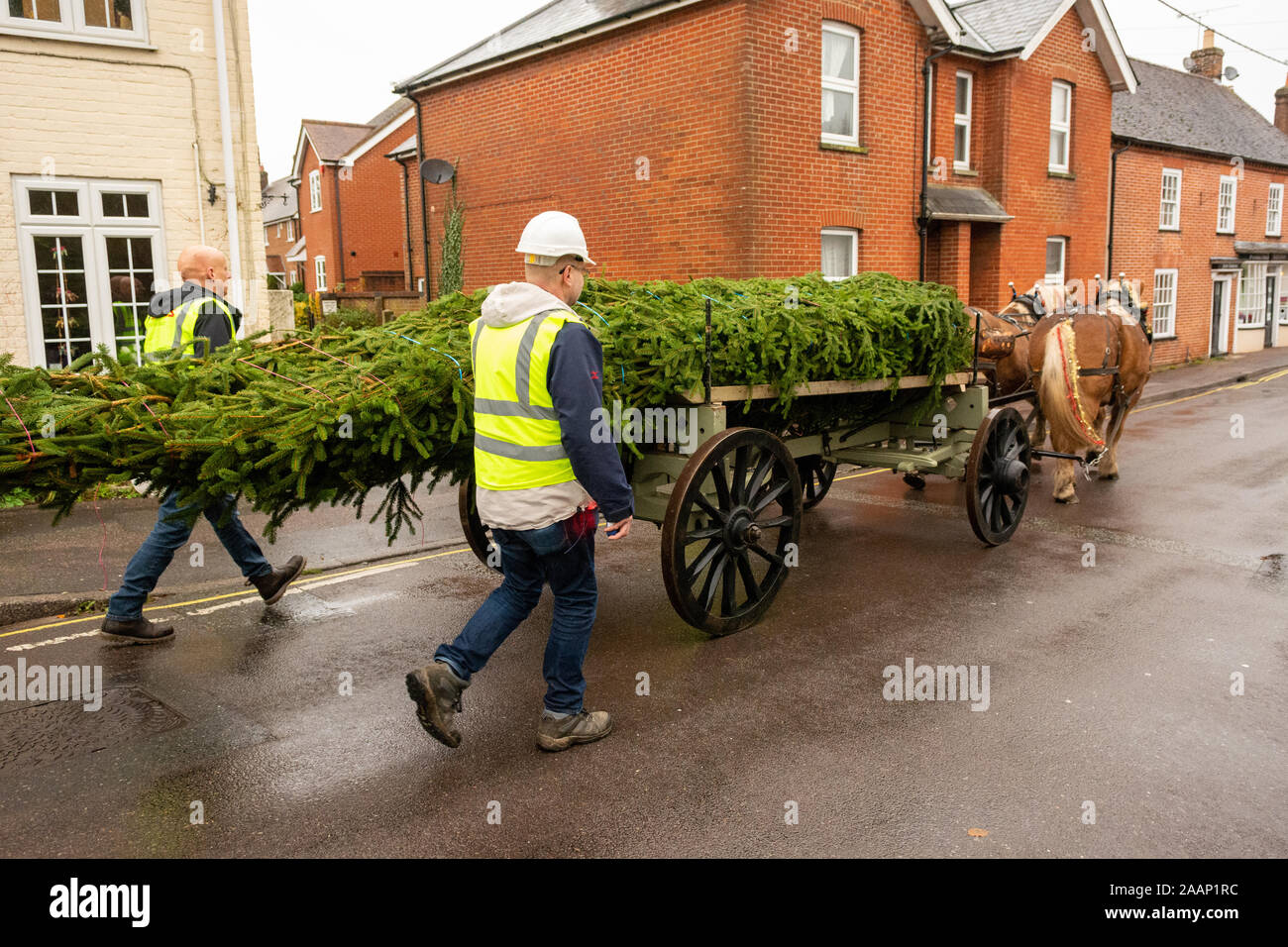 Comtois schwere Pferde liefern einen Weihnachtsbaum in Berka/Werra, New Forest, Hampshire, England, Großbritannien Stockfoto