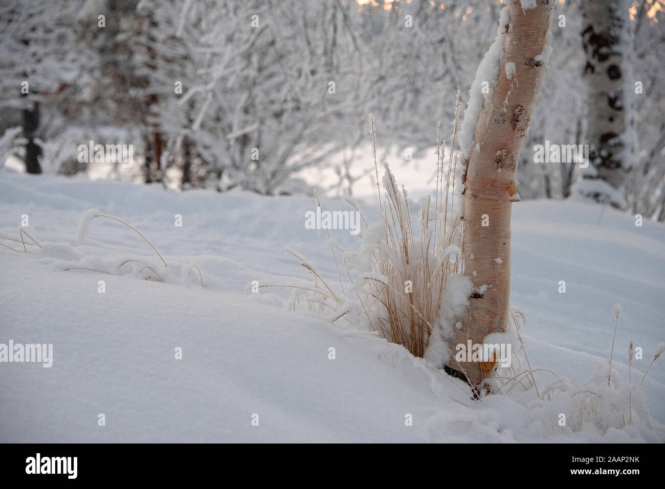 Finnland, See Menesjarvi - Januar 2019: goldene Gräser und einem silbernen Birken wachsen aus Schnee Stockfoto