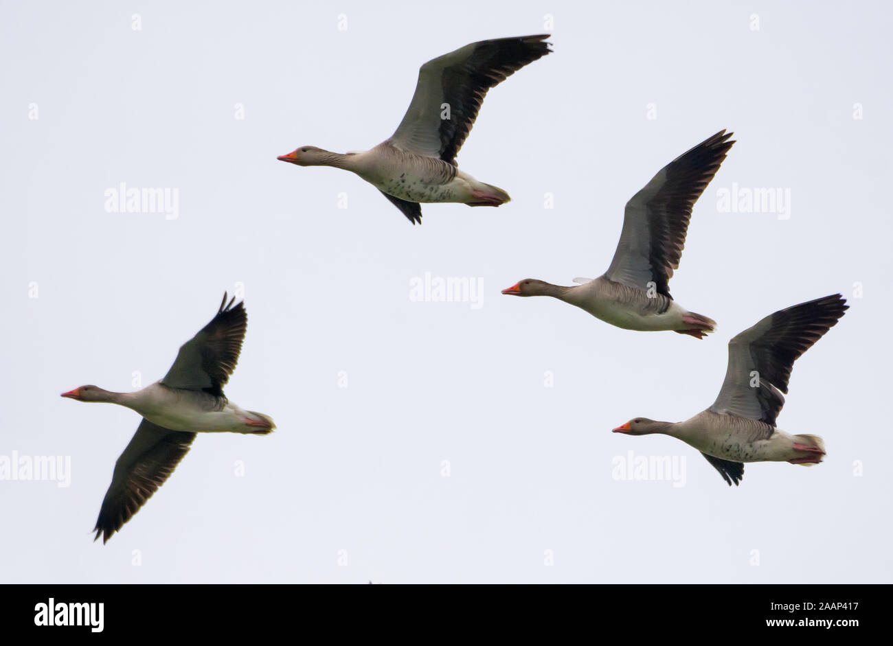 Kleine Gruppe von Graugänse im Flug in weißen Himmel im Frühjahr Stockfoto