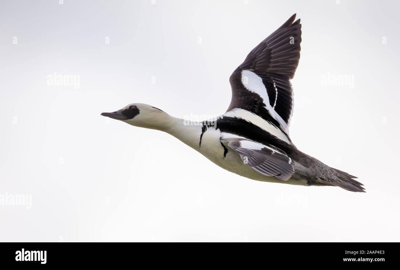 Männliche smew im Flug über den hellen Himmel in der Brutzeit Stockfoto
