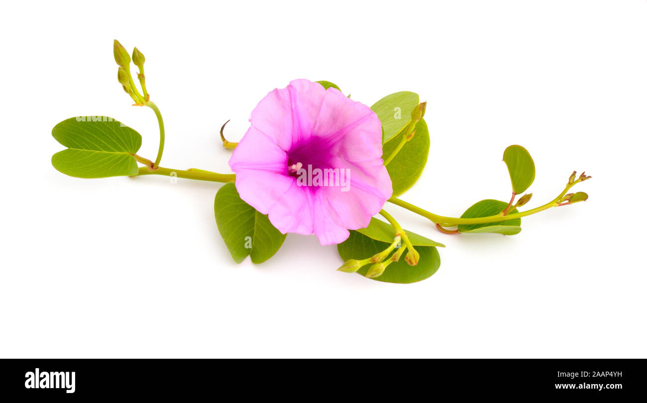 Ipomoea pes-caprae, auch als bayhops, Beach morning glory oder der Ziege Fuß bekannt. Isoliert Stockfoto