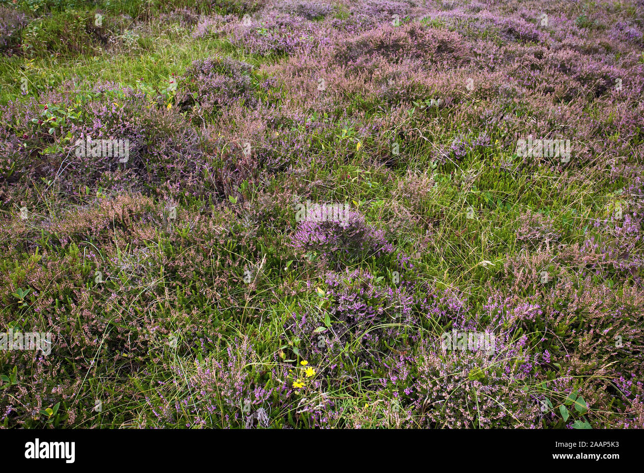 Bluehende Heide im Naturschutzgebiet Braderuper Heide am Wattenmeer auf Sylt Stockfoto