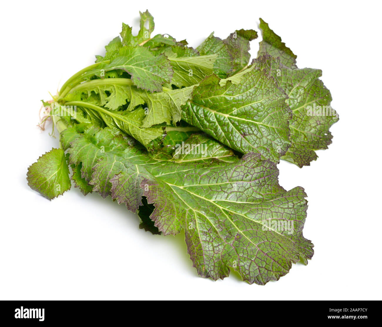 Senf Blatt. Für Salate Hybrid. Auf weissem Hintergrund Stockfoto