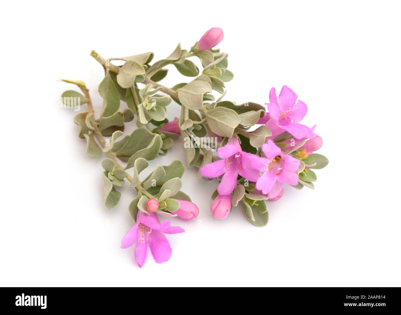Leucophyllum frutescens auch als Texas Ranger, Texas regen Salbei, cenizo. Isoliert. Stockfoto