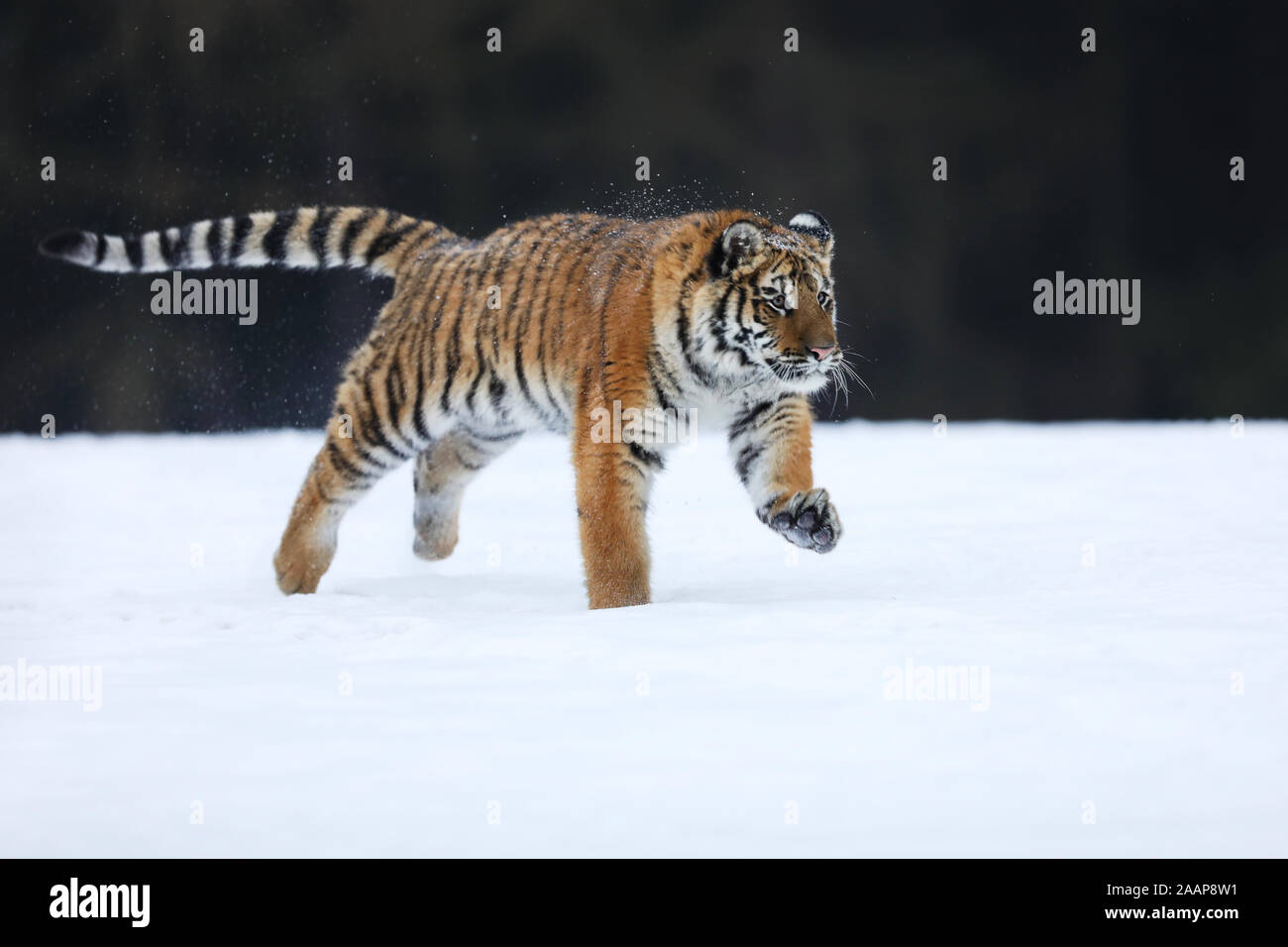 Amur Tiger laufen. Schöne, dynamische und leistungsstarke Tier. Typische winter Umgebung. Taiga Russlands. Panthera tigris altaica Stockfoto