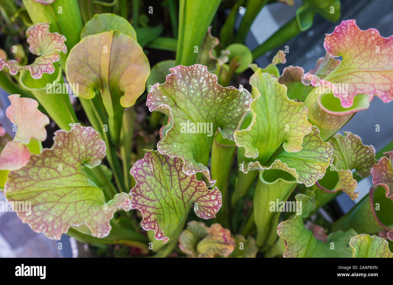 Northern Kannenpflanze (Sarracenia purpurea), Blätter. Stockfoto