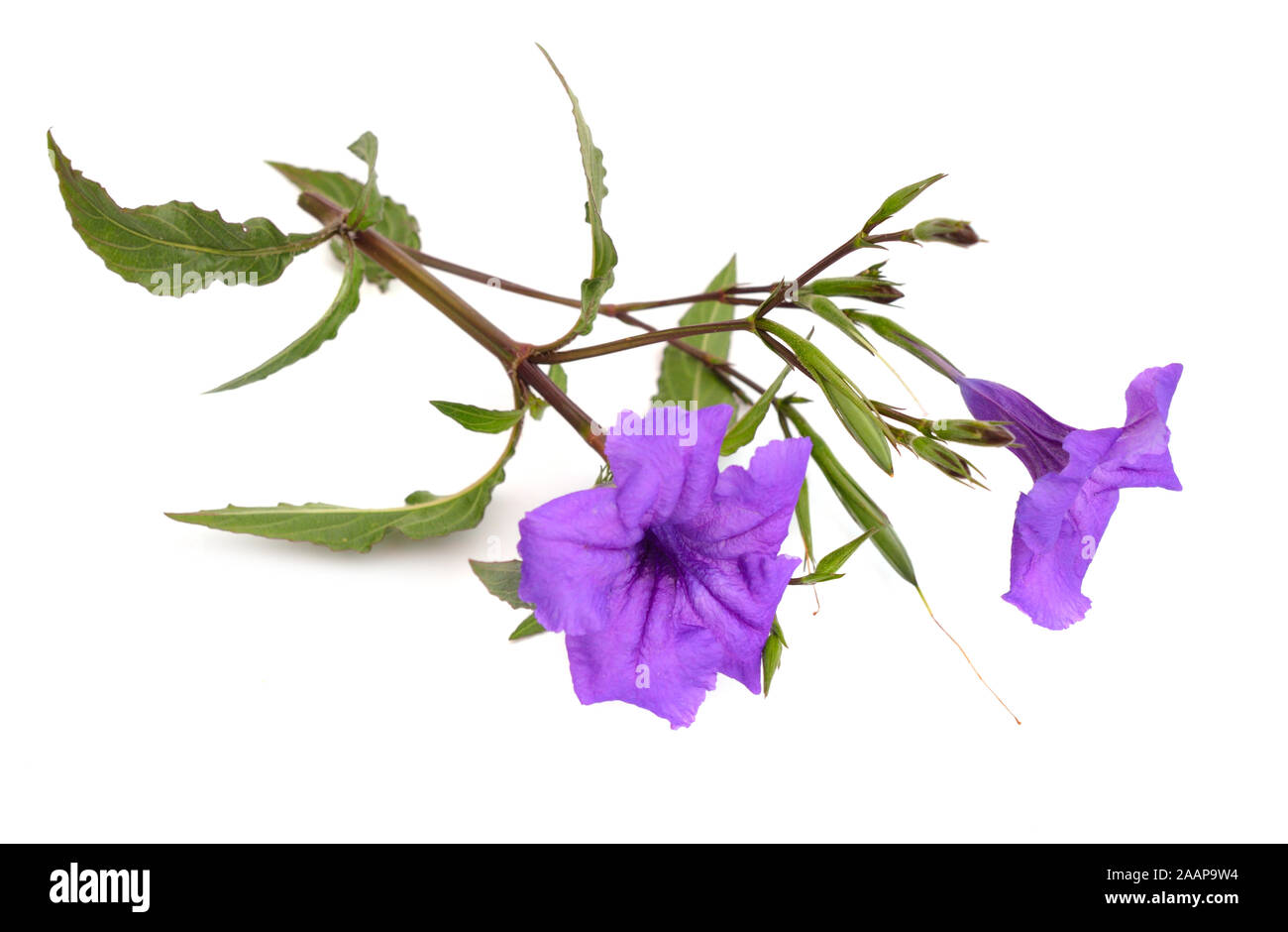 Moostierchenart, Simplex, die Mexikanische Petunia, mexikanische Bluebell oder Britton's wild Petunia. Auf weiß Isoliert Stockfoto