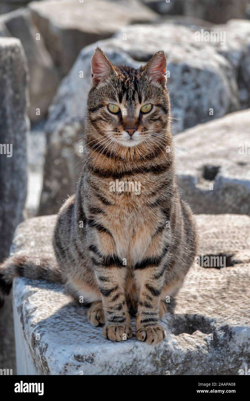 Wilde Katze in den Ruinen von Ephesus, Türkei Stockfoto