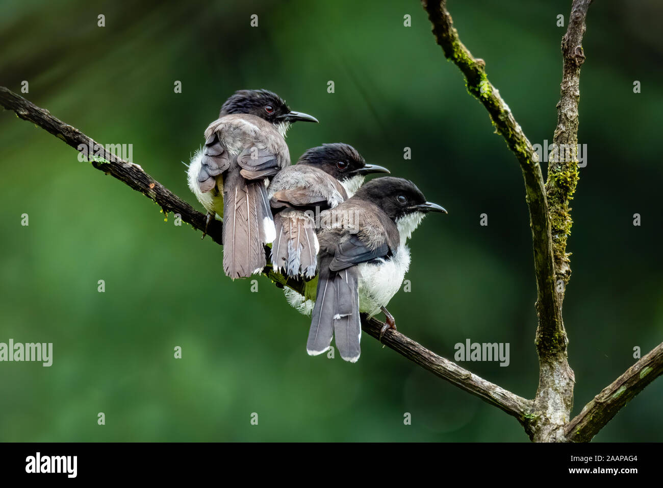 Drei Dunkle-backed Sibia nebeneinander hocken auf einer Stange in einem Dschungel Stockfoto