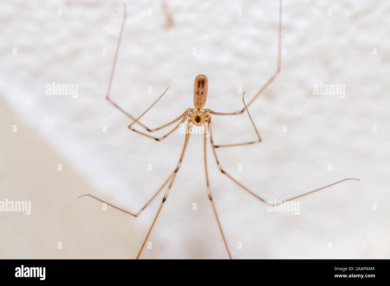 Pholcidae oder Daddy Long led Spinne, Makro Bild hängt an der Decke in ihrem Haus Stockfoto