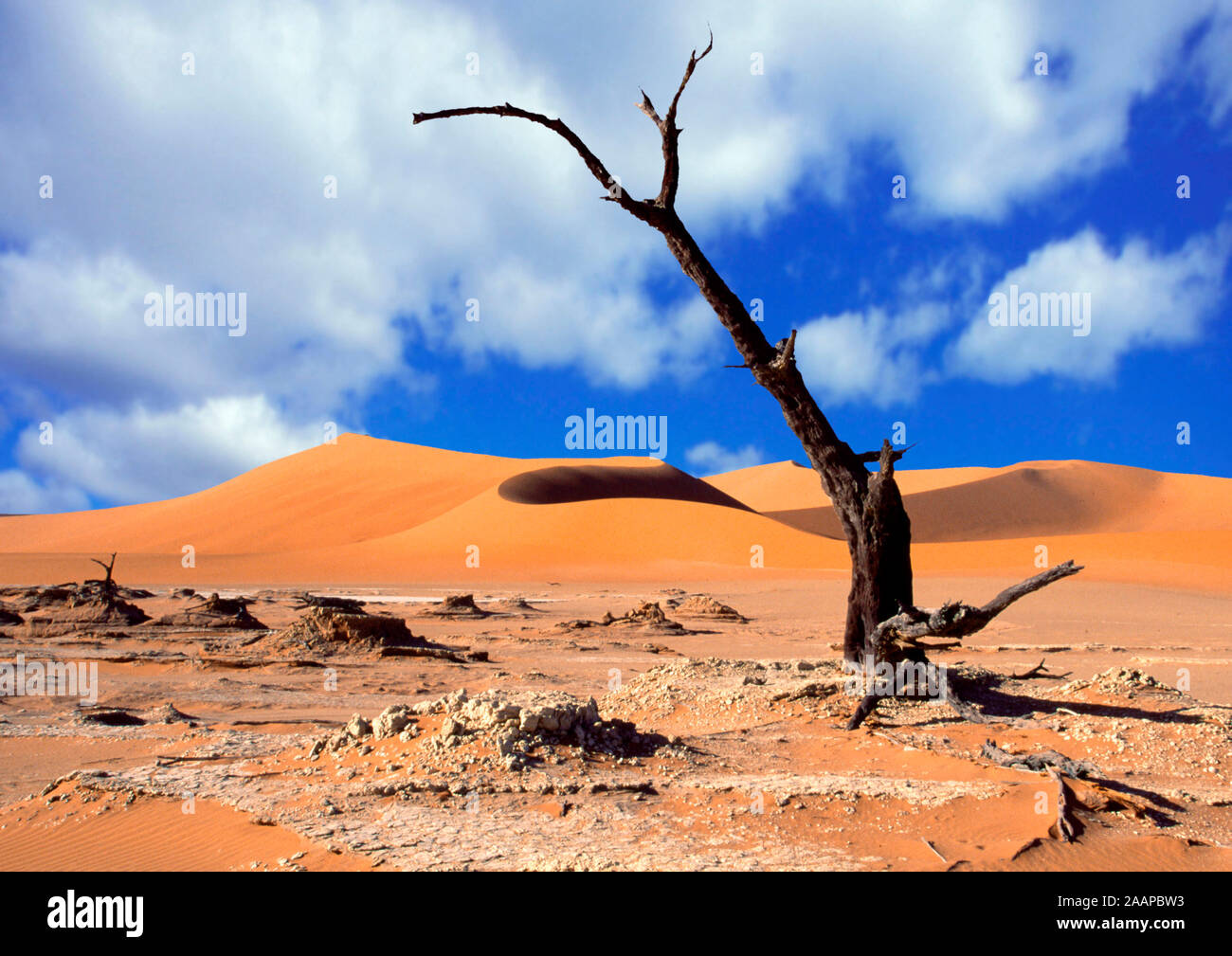 Abgestorbener Baum im Dead Vlei Stockfoto