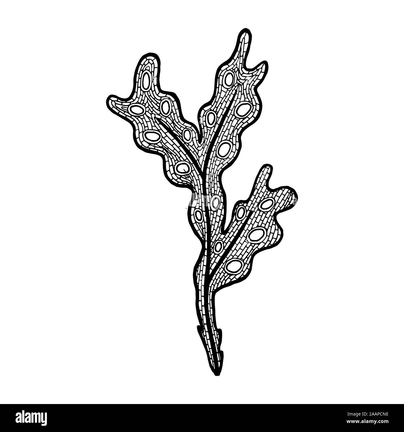 Vector Illustration von Hand gezeichnet Meeresalgen - Fucus Algen. Färbung Seite Buch Anti Stress für Erwachsene Stock Vektor