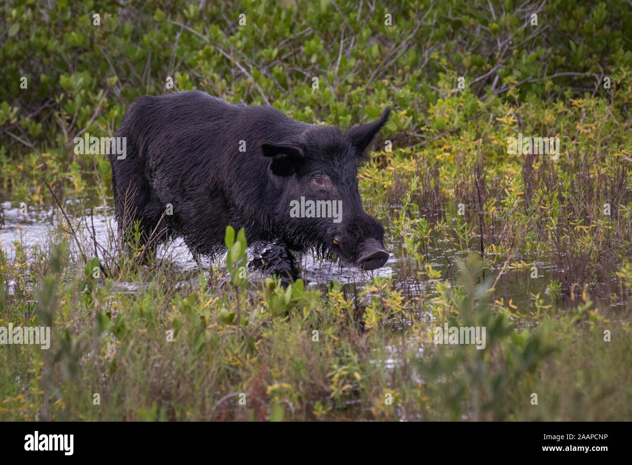 Ein Wildschwein tromping durch ein Feuchtgebiet in Florida. Stockfoto