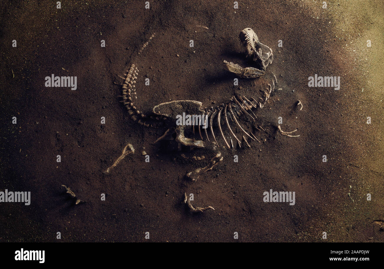 Dinosaurier Fossil (Tyrannosaurus Rex) gefunden von Archäologen Stockfoto