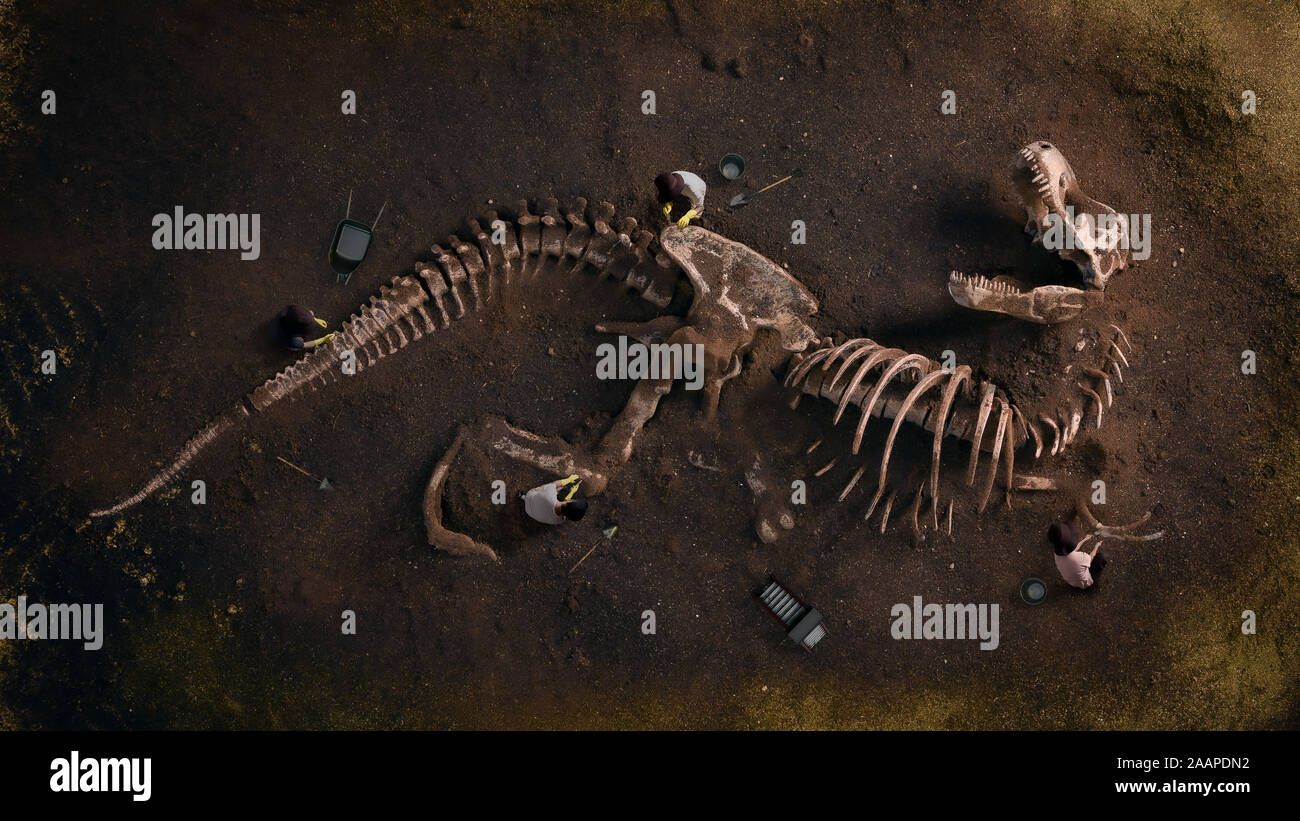 Dinosaurier Fossil (Tyrannosaurus Rex) gefunden von Archäologen Stockfoto