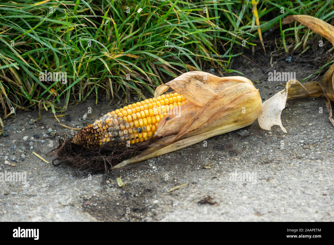 Verschimmelte Maiskolben liegen auf einem Feldweg. Konzept der Lebensmittelabfälle, Verschwendung von Ressourcen oder landwirtschaftlichen Schädlingen Stockfoto