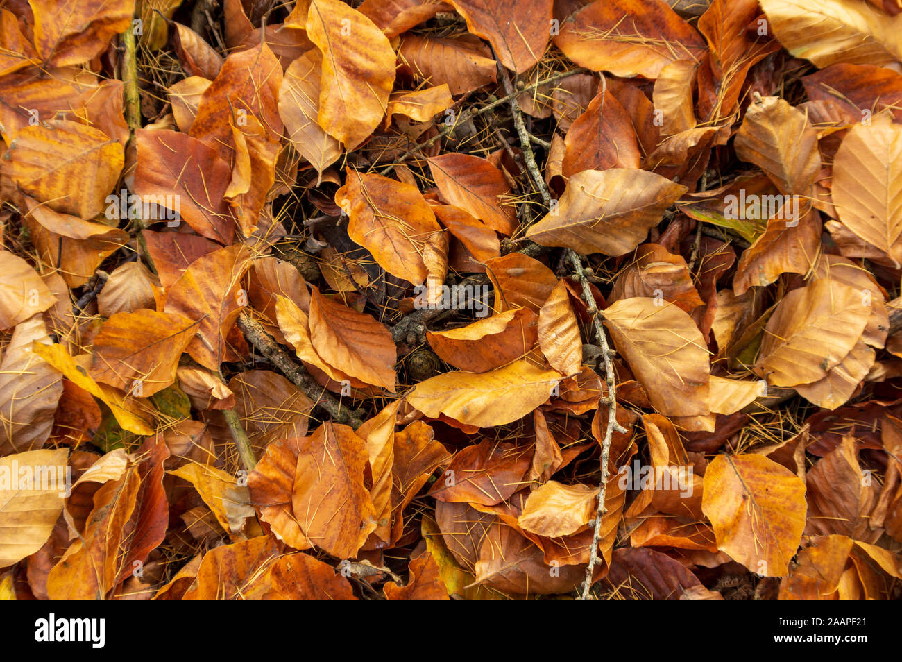 Goldene Buchenblätter auf Waldboden. Trockene Blätter im Herbst von einer Buche in europäischen Wäldern. Stockfoto