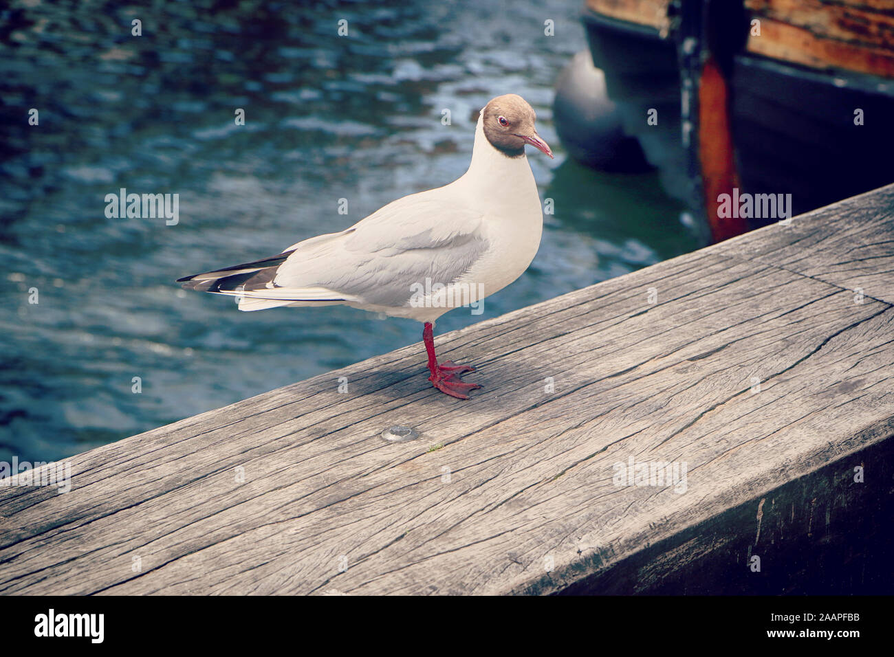 Schwarz-gull, urbanisierten Vogel im Hafen vorangegangen im Stehen auf einem Holzbrett Stockfoto