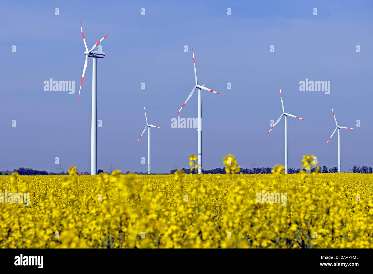 Windkraftanlagen im Rapsfeld (Brassica napus) erneuerbare Energie Stockfoto