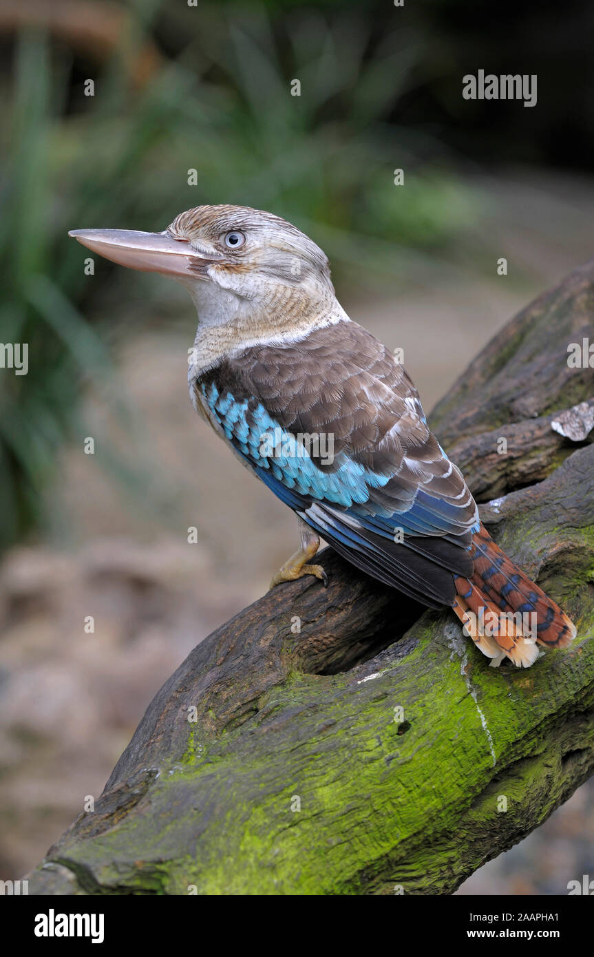 Blauflügelkookaburra, Lachender Hans, Dacelo leachii, Queensland, Australien, Stockfoto