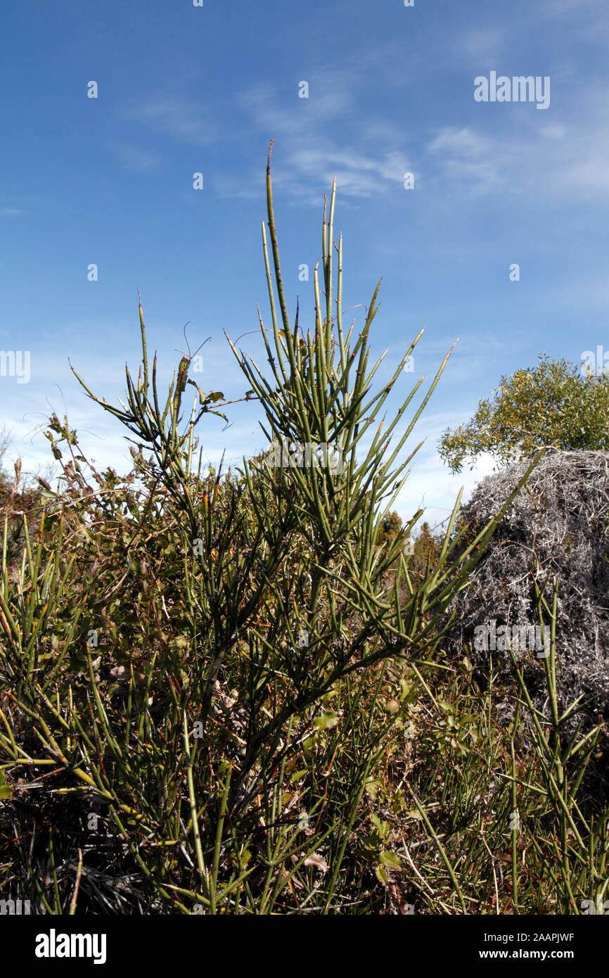 Rhaphithamnus spinosus. Retama de la cordillera, Stockfoto