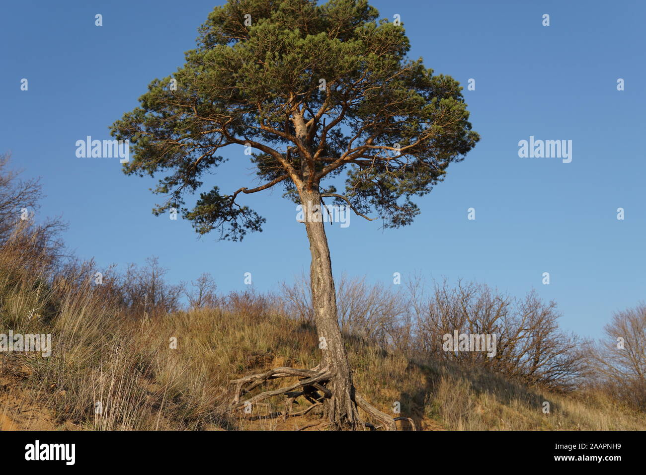 Einsame Tanne mit gekrümmten Wurzeln auf der Oberseite der Sand Felsen am Ufer des russischen Wolga Stockfoto