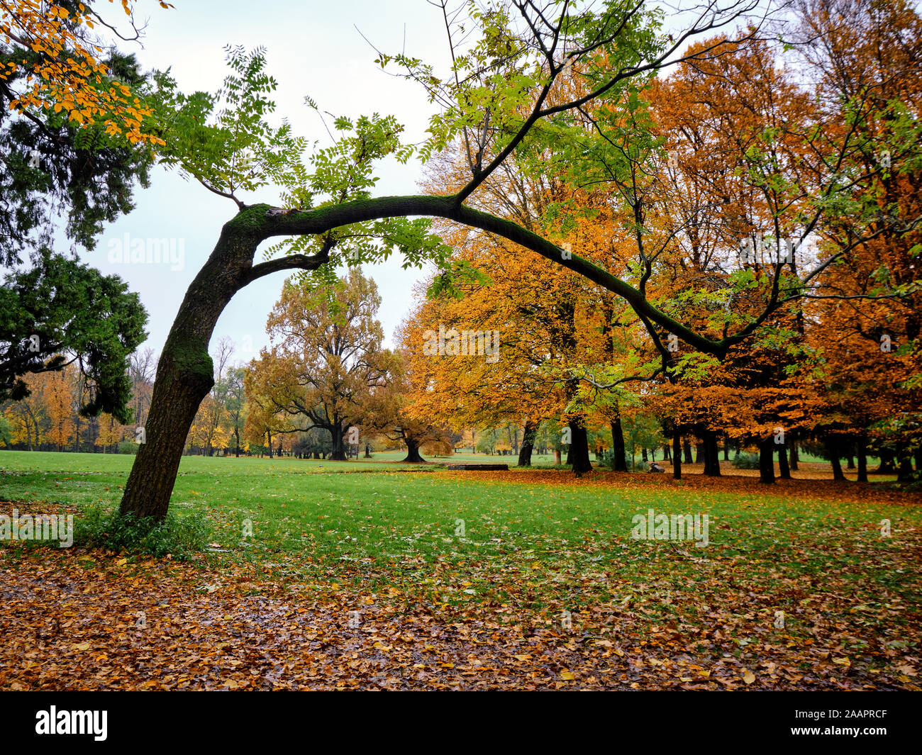 Malerische großen gekrümmten Baum - Herbst in Monza, Italien Stockfoto