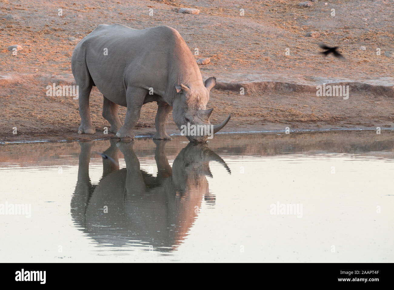 White Rhino in der Nähe einer Wasserstelle in Südafrika Stockfoto