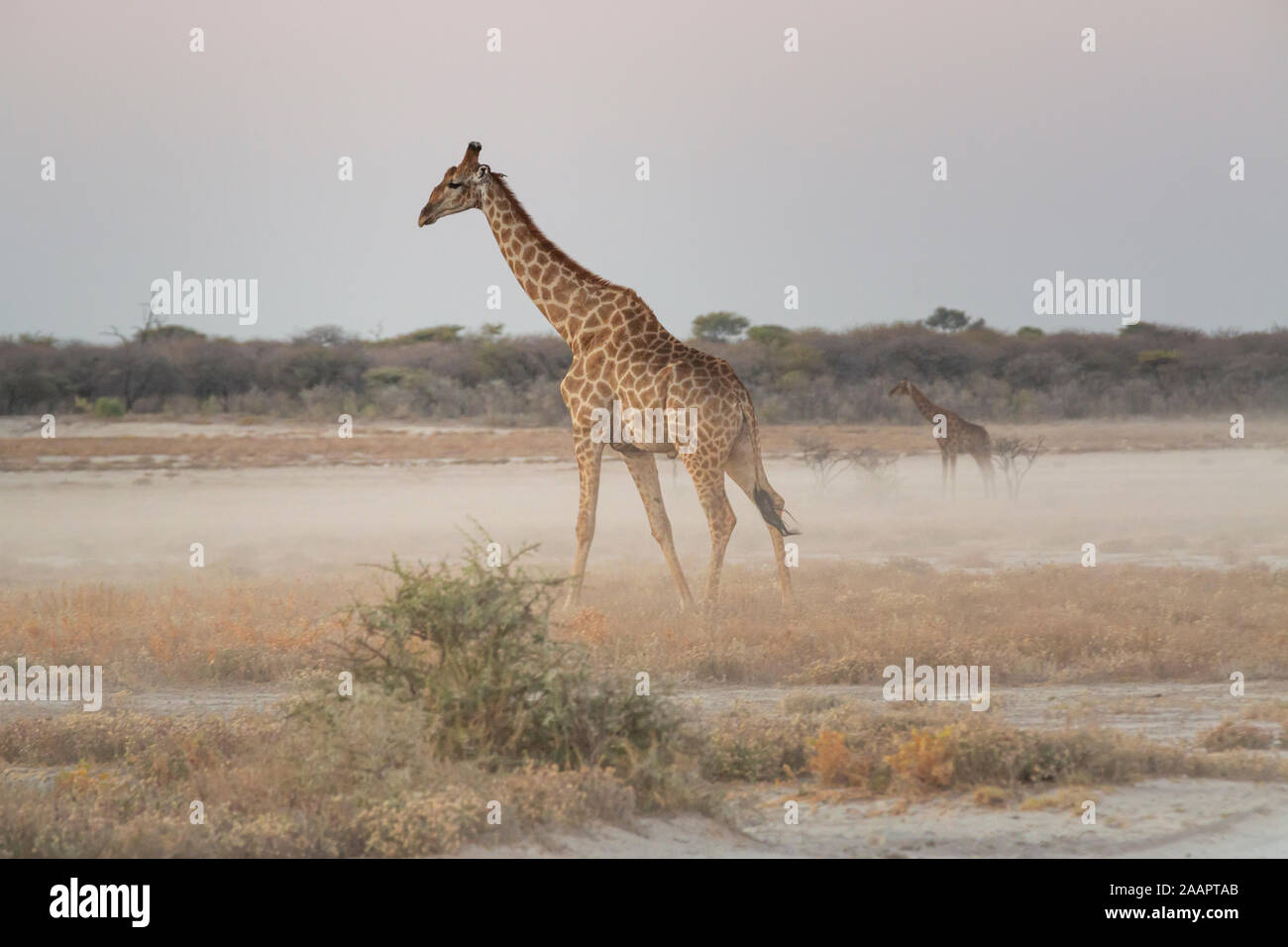 Giraffe zu Fuß durch die Wiesen in der afrikanischen Savanne Stockfoto