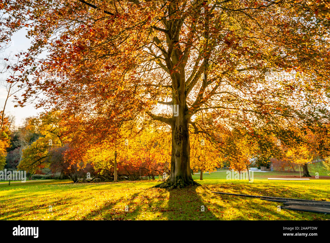 Blenheim Palace, Eiche Baum bei Sonnenuntergang. Schönen Herbst Landschaft.  Blenheim Palace, Woodstock, Oxfordshire UK Stockfotografie - Alamy