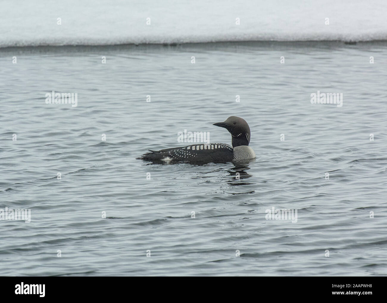 Diver black-throated (Gavia arctica) Brutvögel, Schwimmen in Halb gefrorenen See, Anfang Sommer, Kongsfjord, Varanger, Das arktische Norwegen Stockfoto