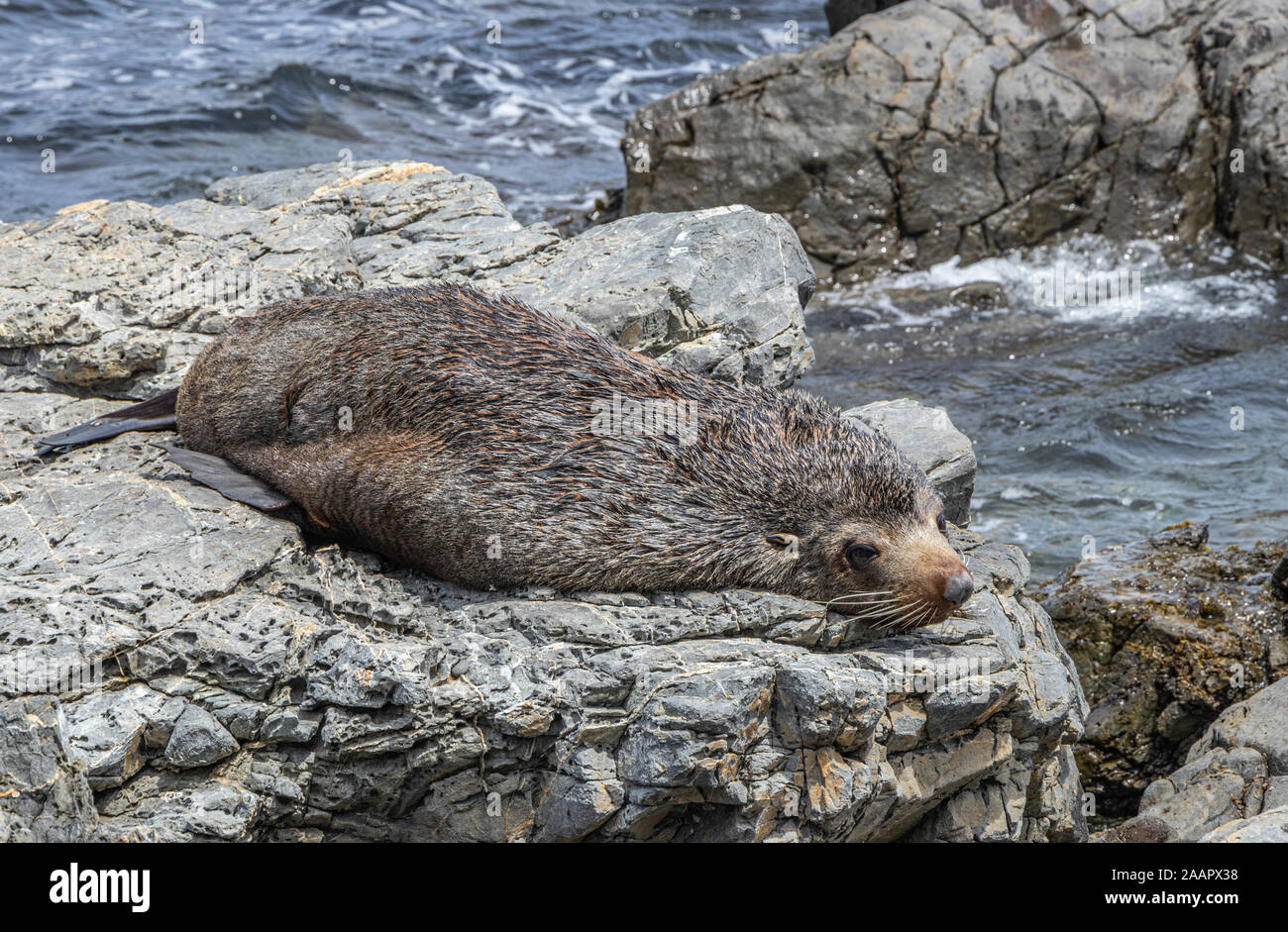 New Zealand Seebär Stockfoto