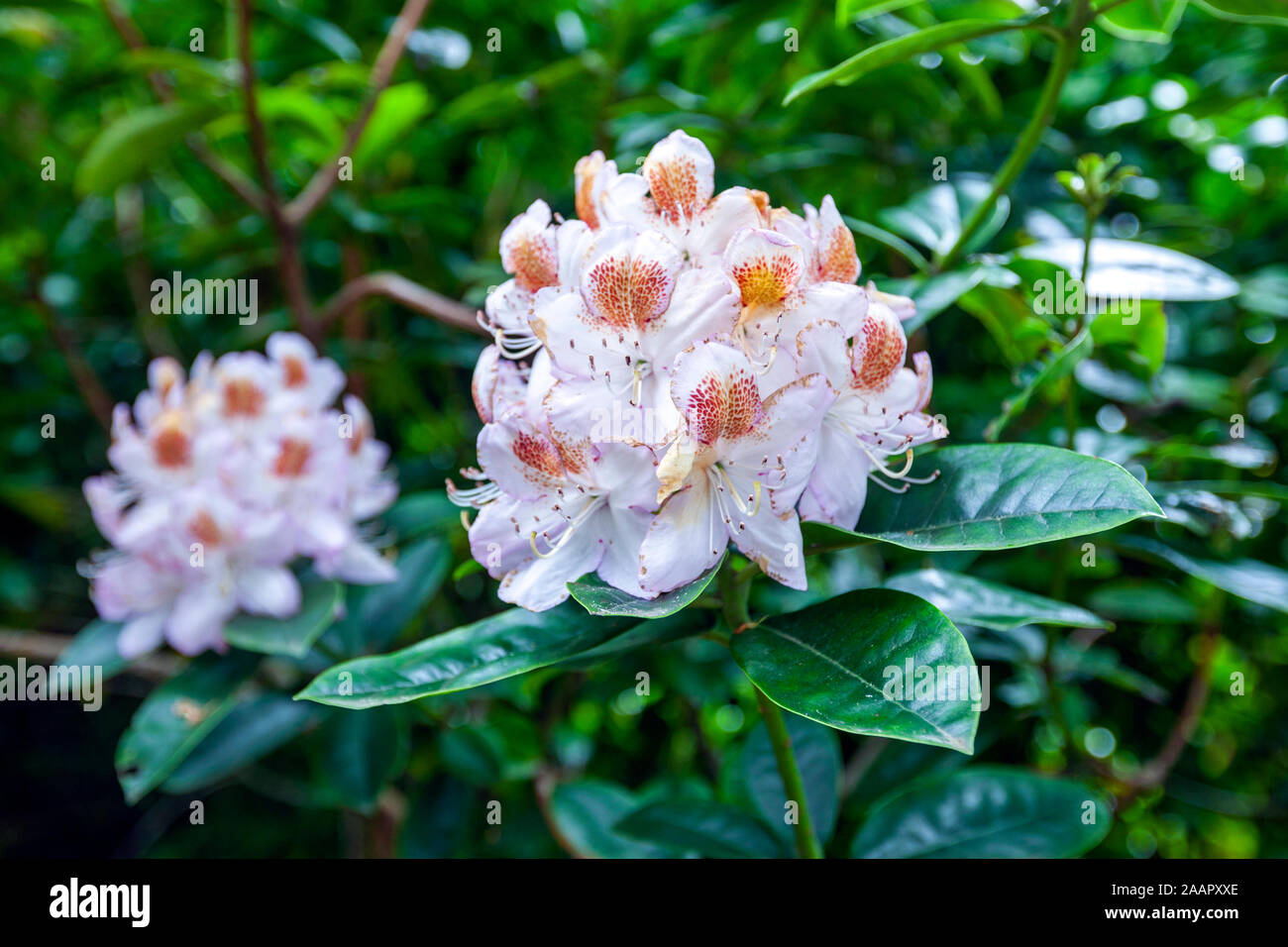 Weiß Rhododendron Blühen, Rhododendron Anstand Stockfoto